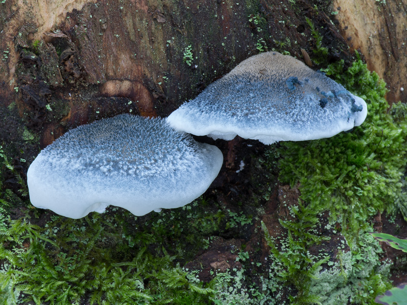 Oligoporus caesius